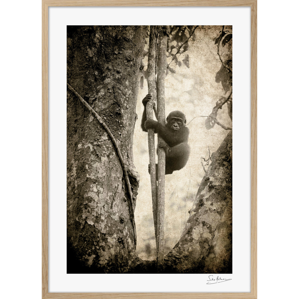 Tree Hugger