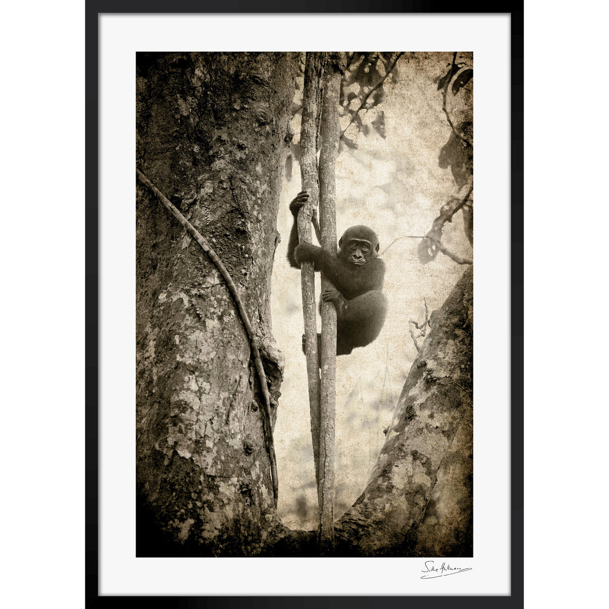 Tree Hugger