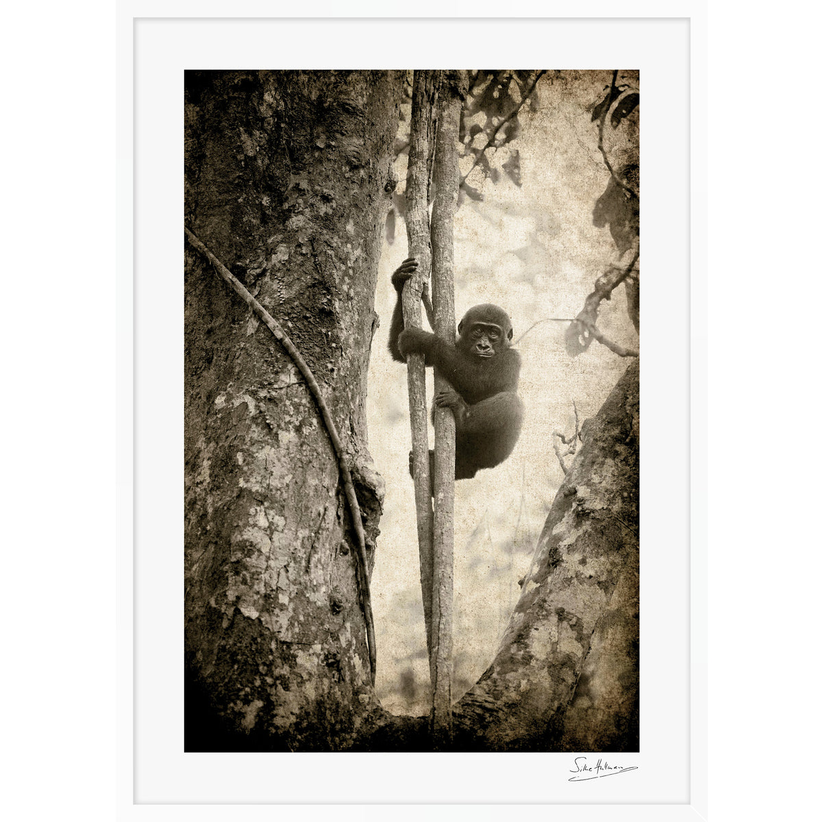 Tree Hugger