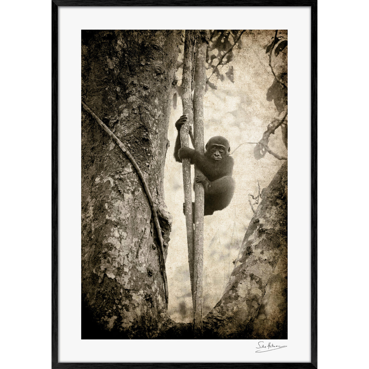 Tree Hugger