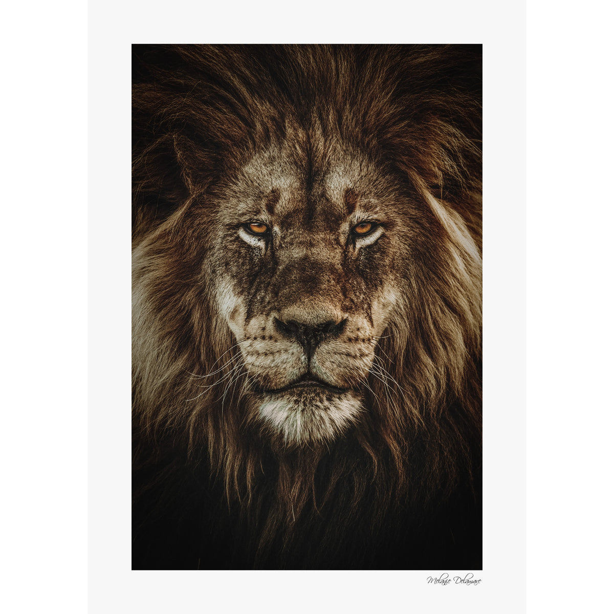 Wild Majesty