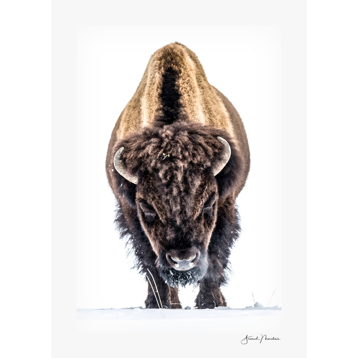 Yellowstone Buffalo