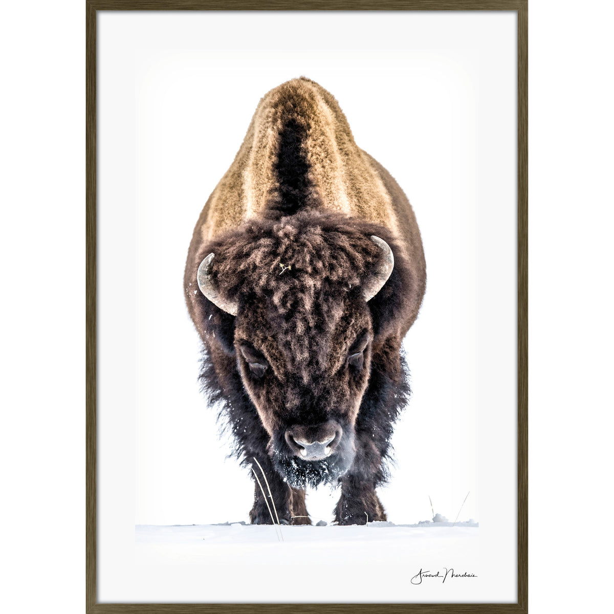 Yellowstone Buffalo