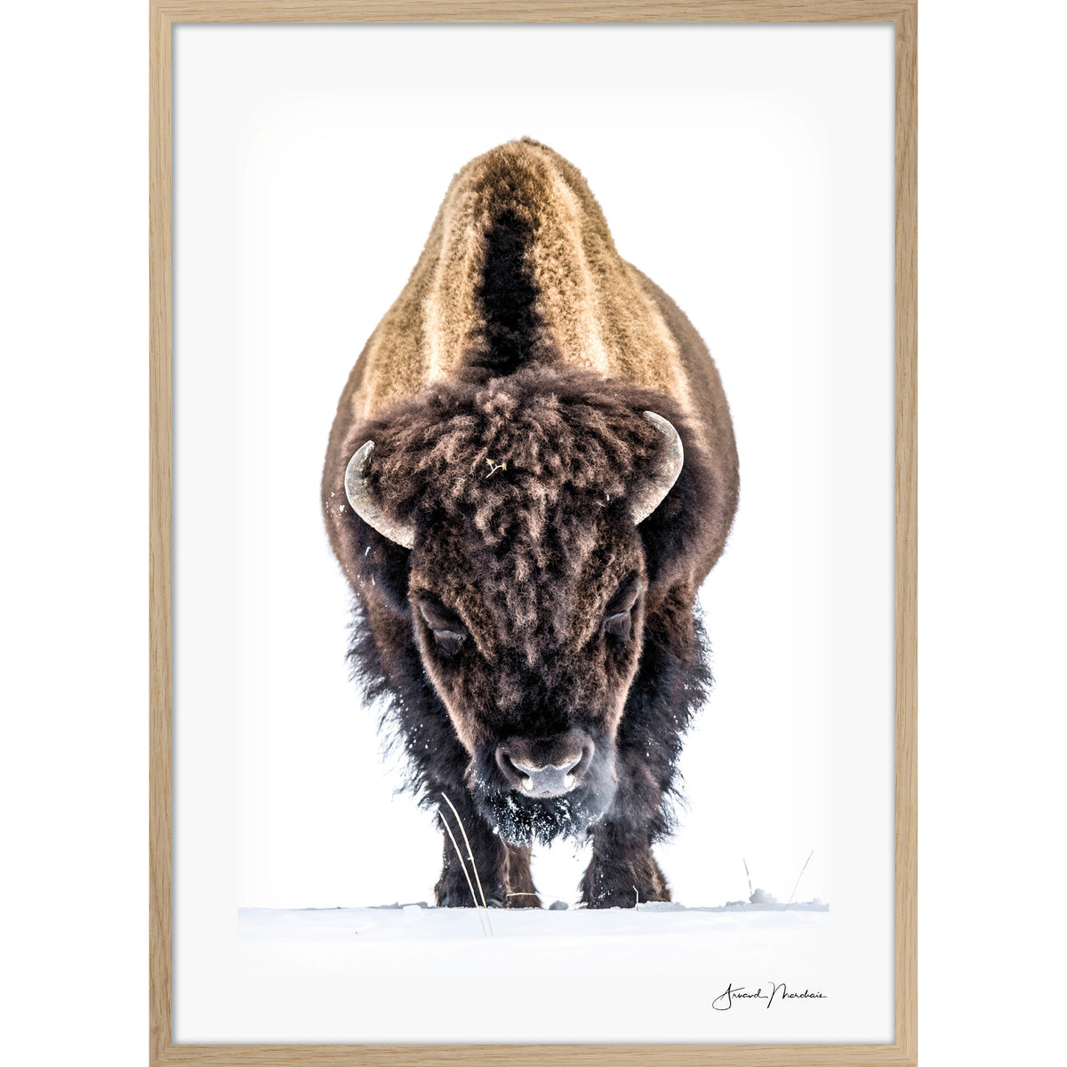 Yellowstone Buffalo