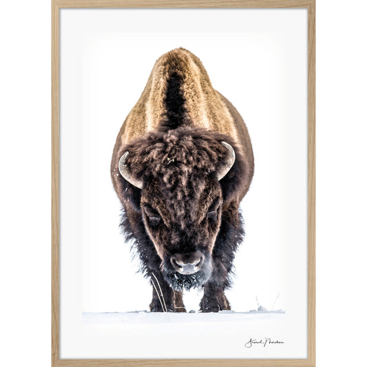 Yellowstone Buffalo