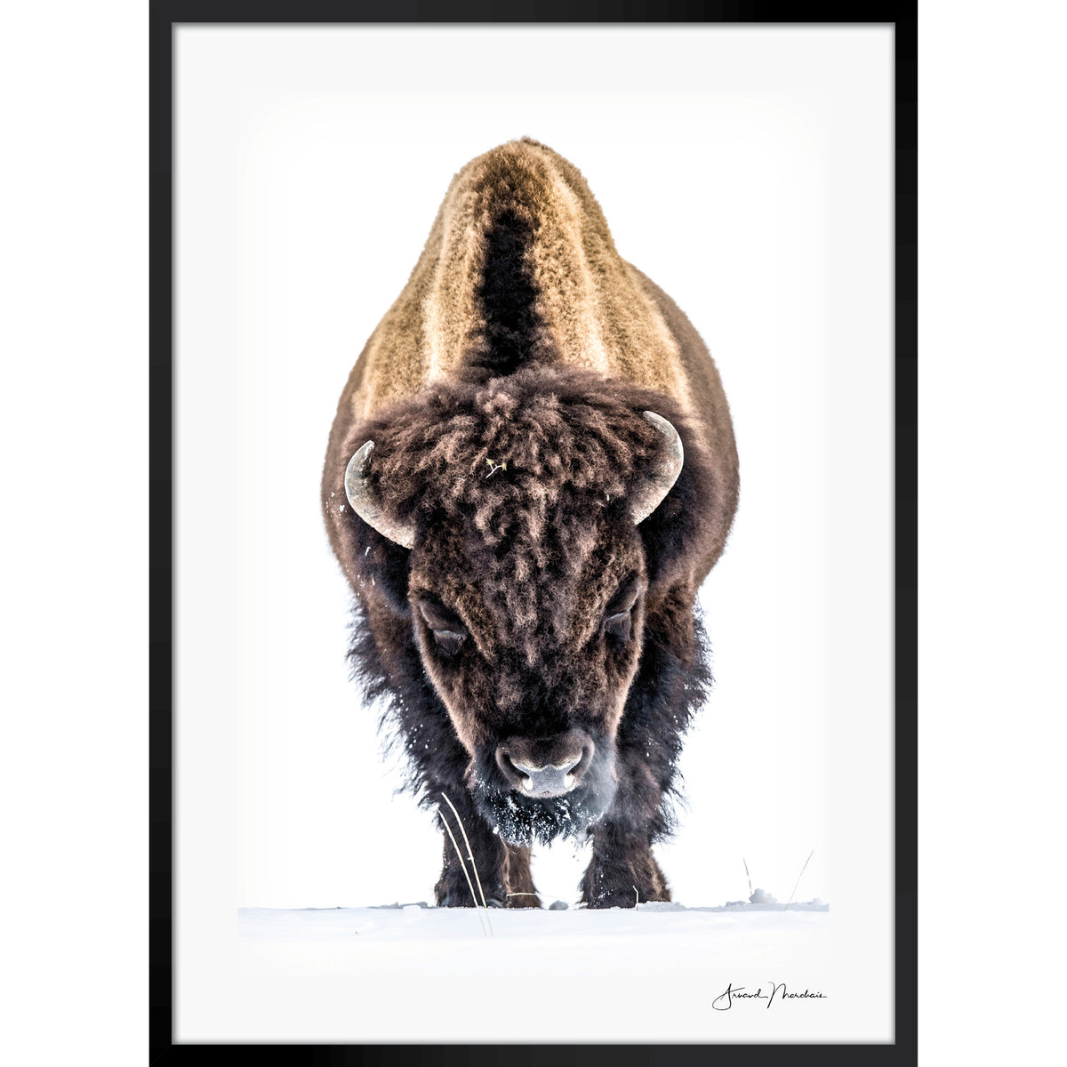 Yellowstone Buffalo