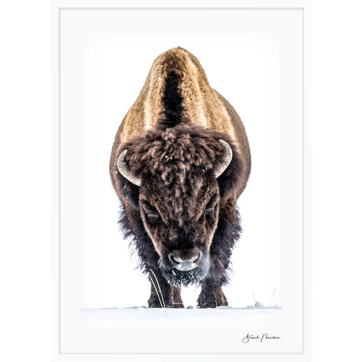 Yellowstone Buffalo