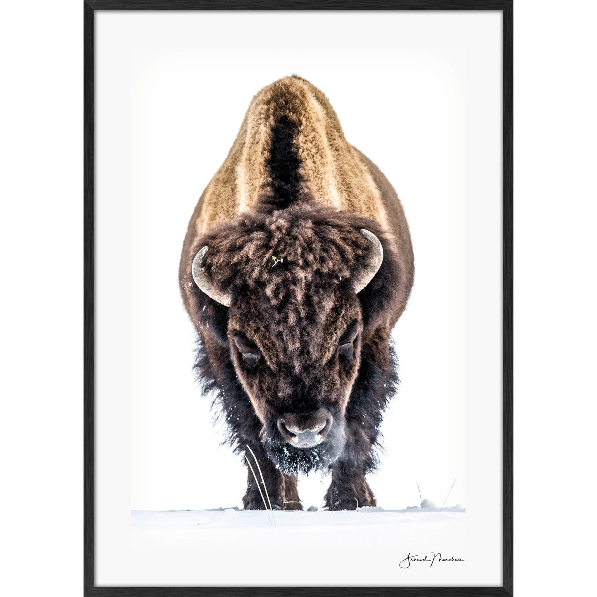 Yellowstone Buffalo