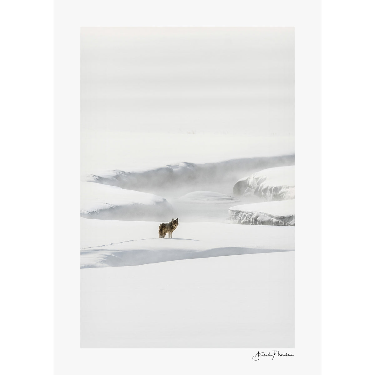Yellowstone Coyote