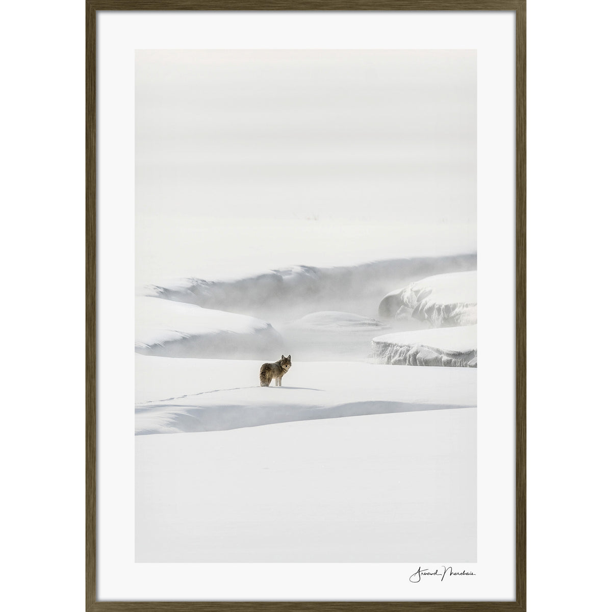 Yellowstone Coyote
