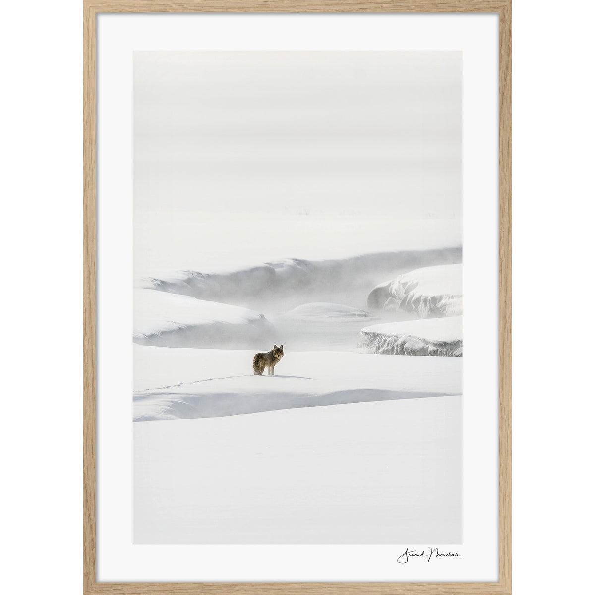 Yellowstone Coyote