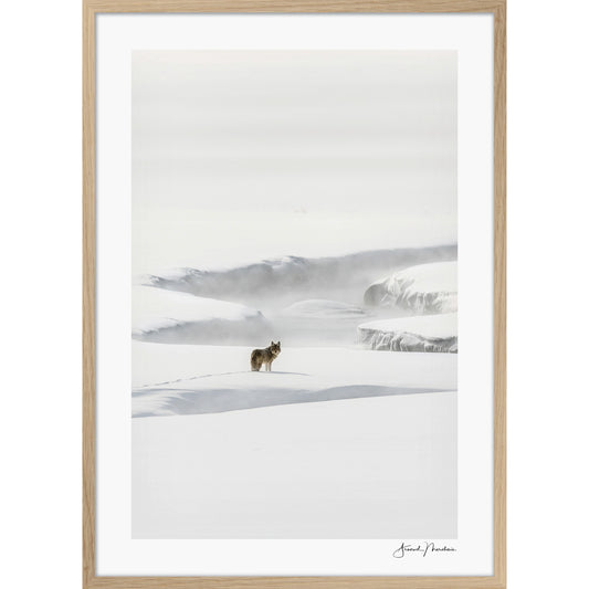 Yellowstone Coyote