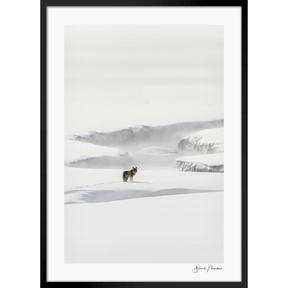 Yellowstone Coyote