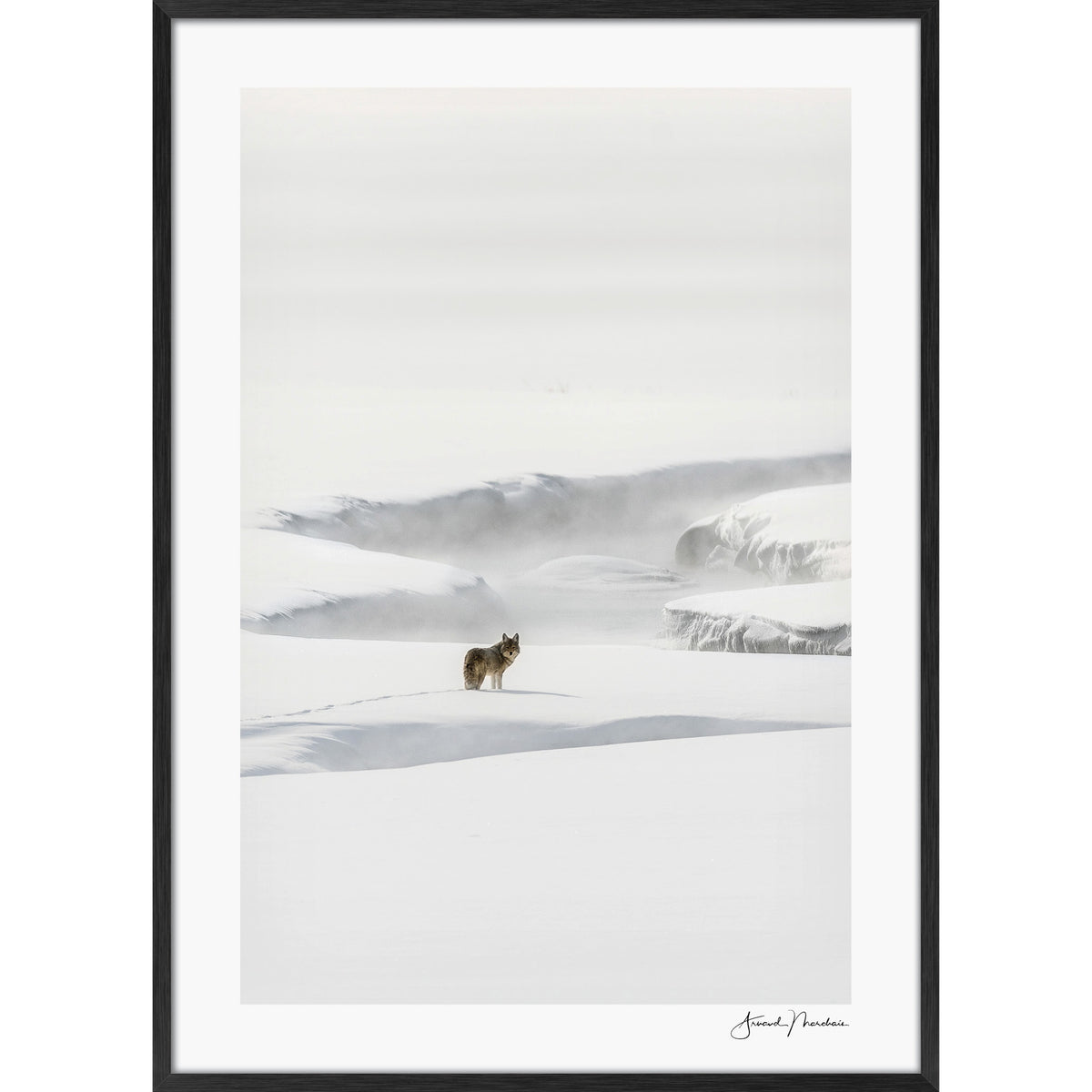 Yellowstone Coyote