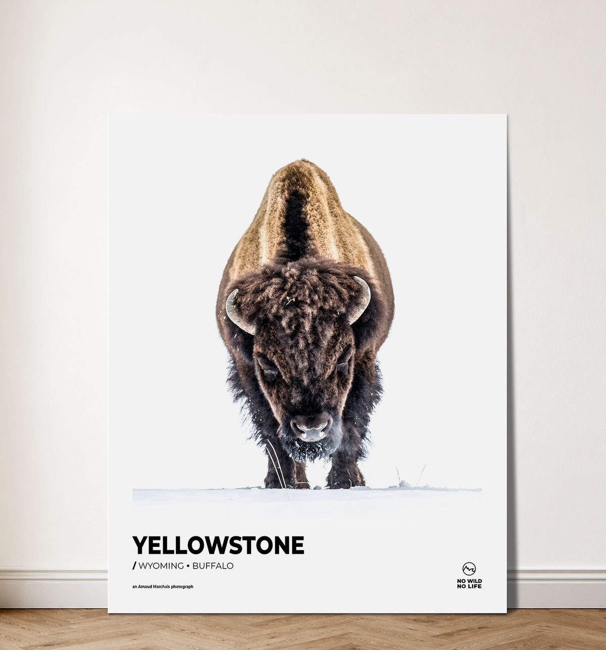 Yellowstone Buffalo