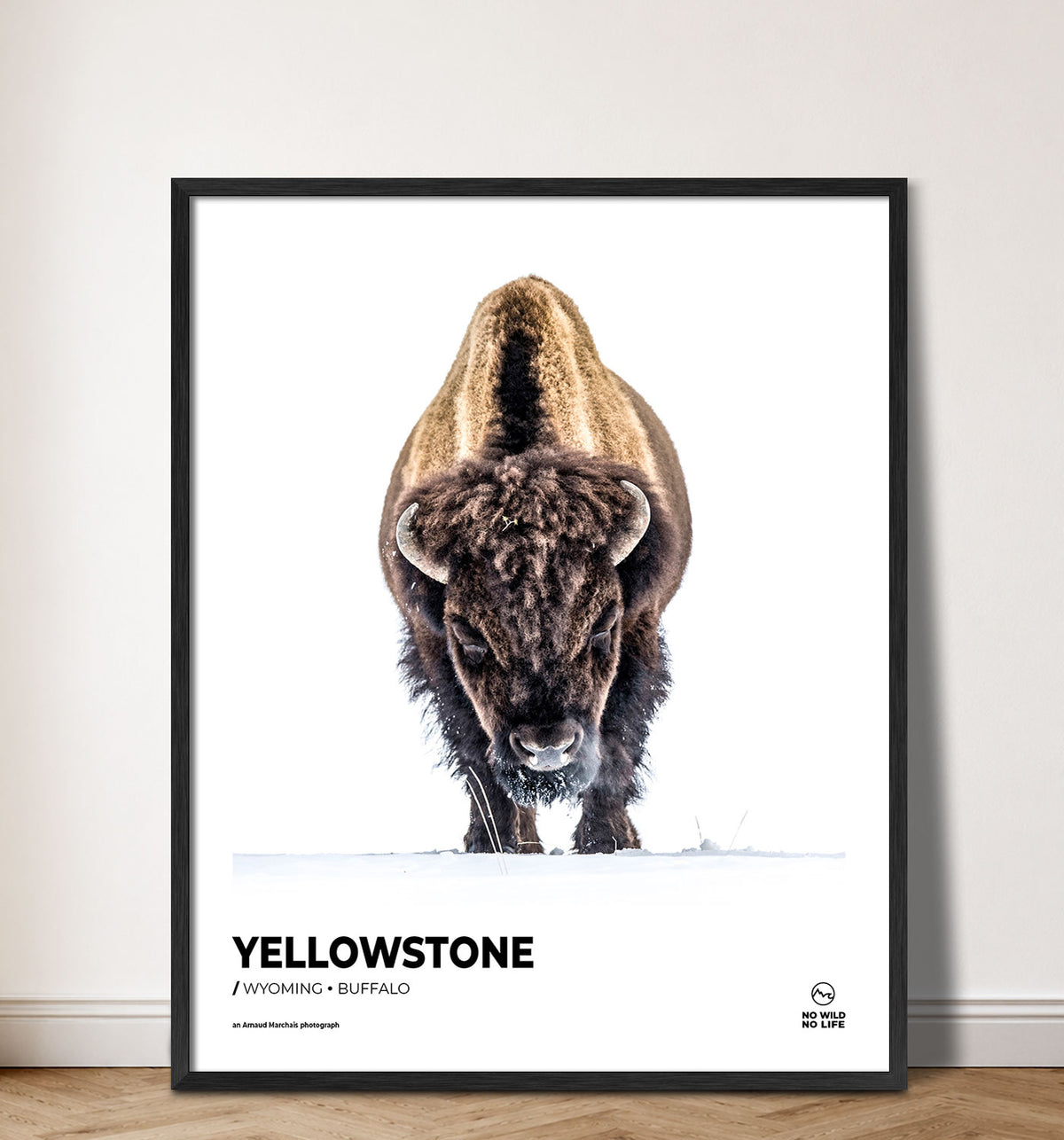 Yellowstone Buffalo