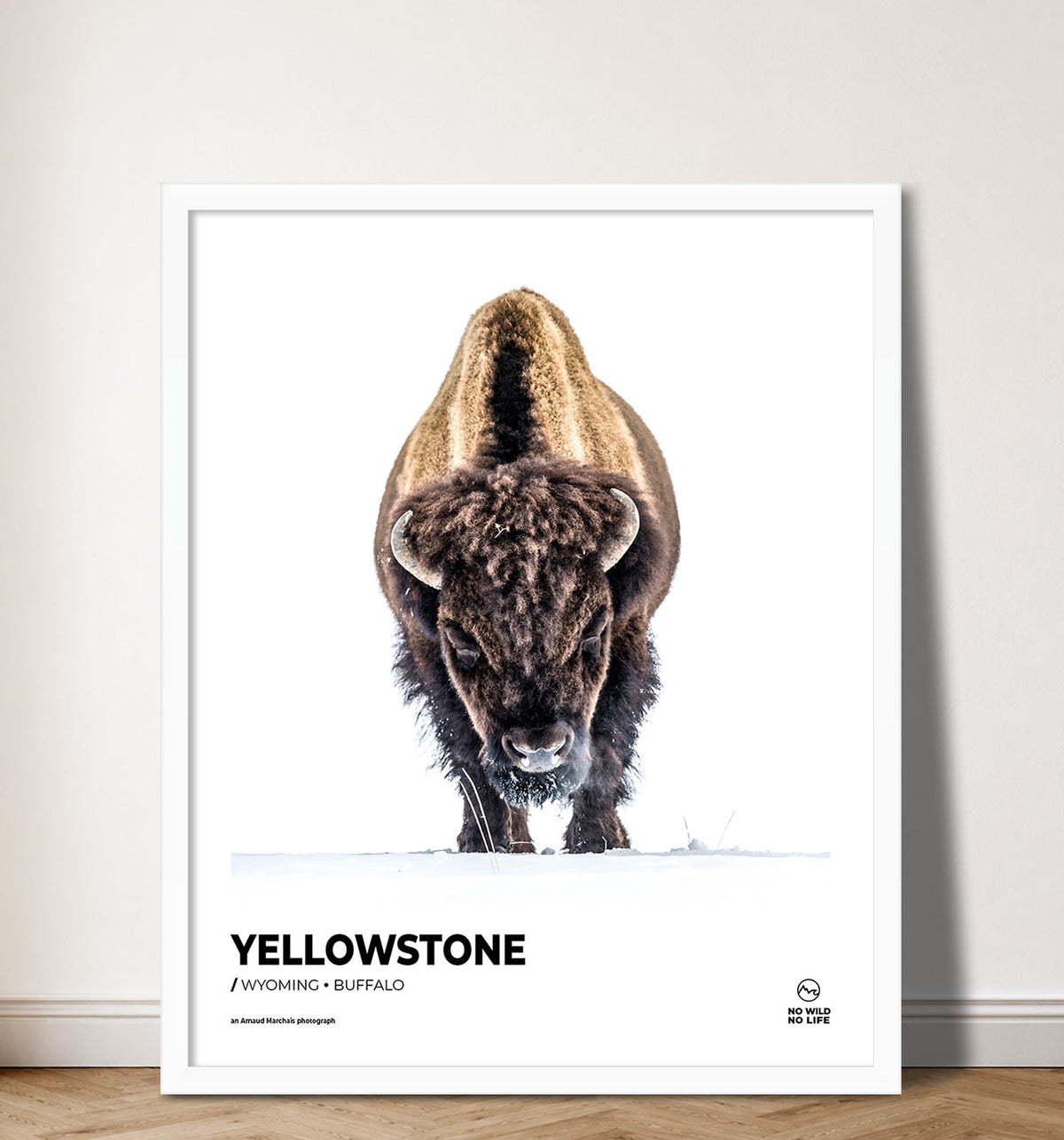 Yellowstone Buffalo
