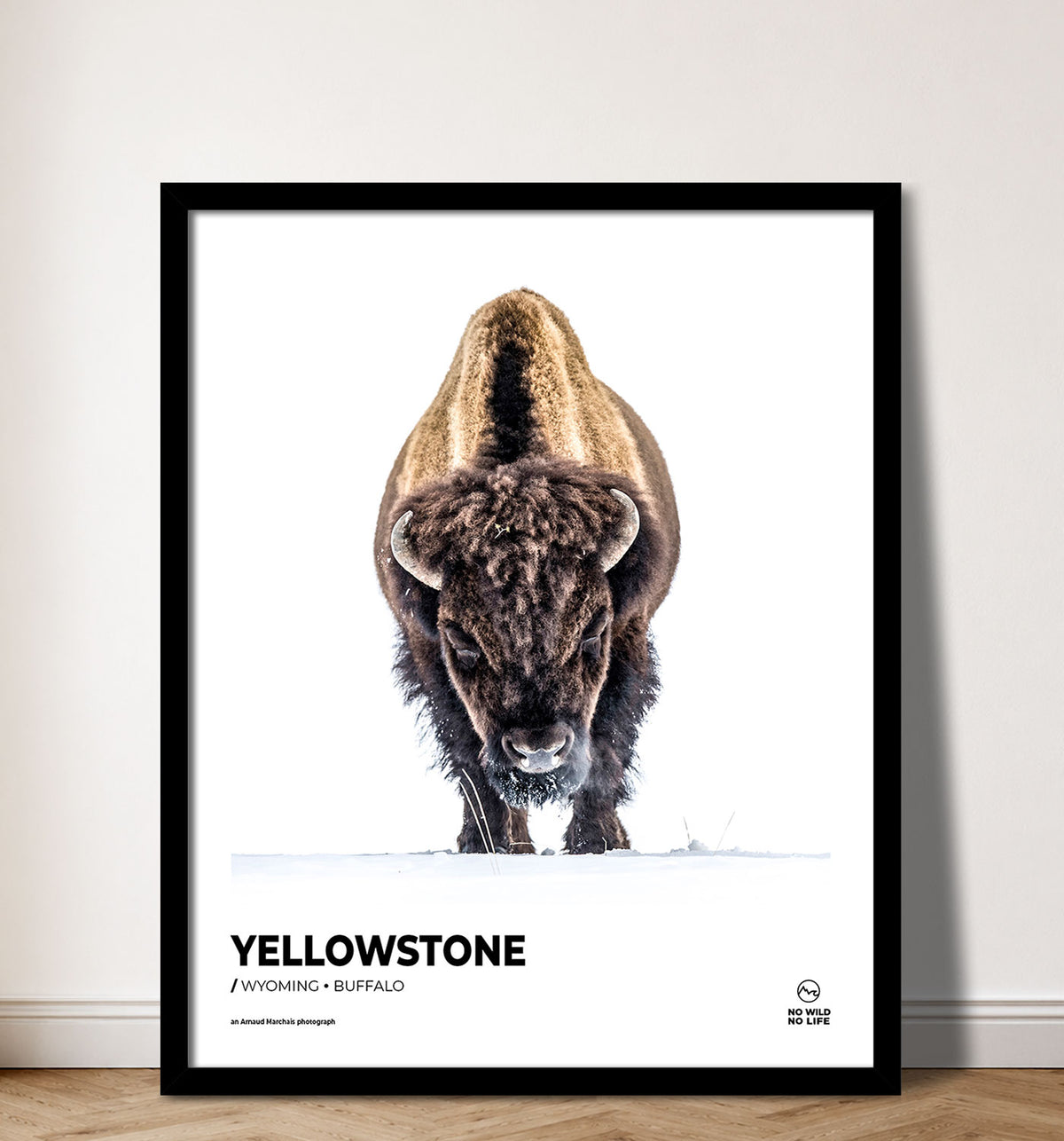 Yellowstone Buffalo