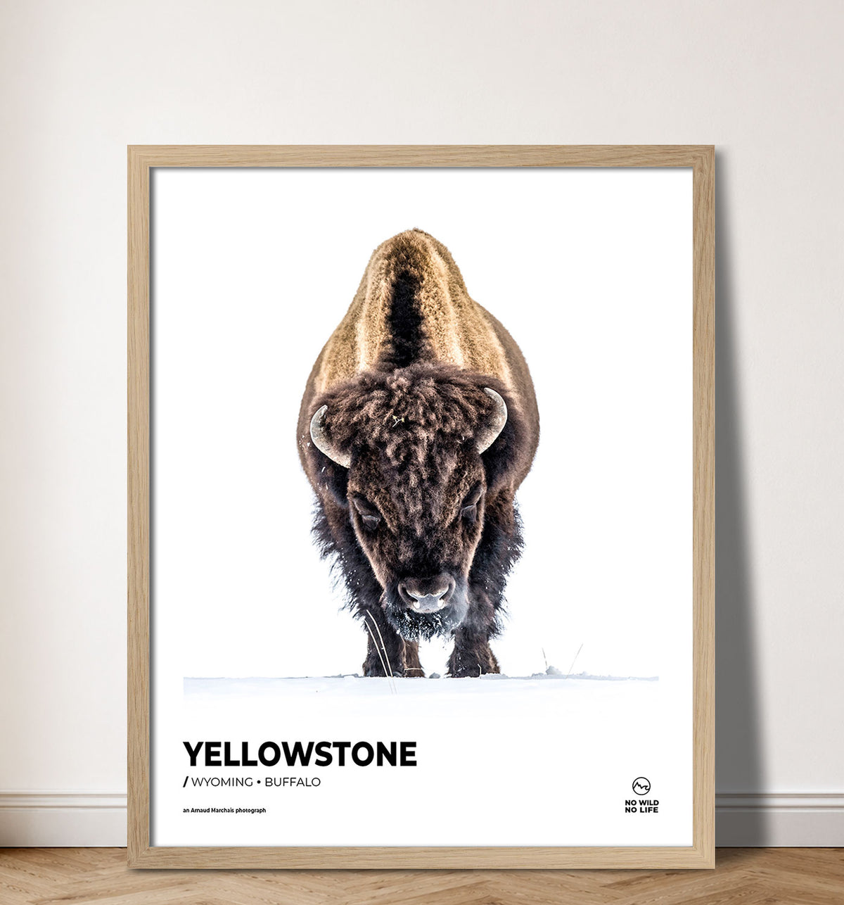 Yellowstone Buffalo