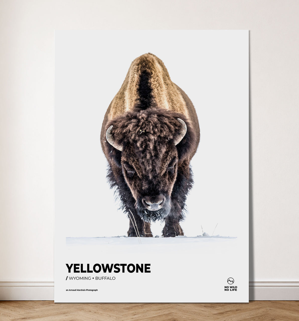 Yellowstone Buffalo
