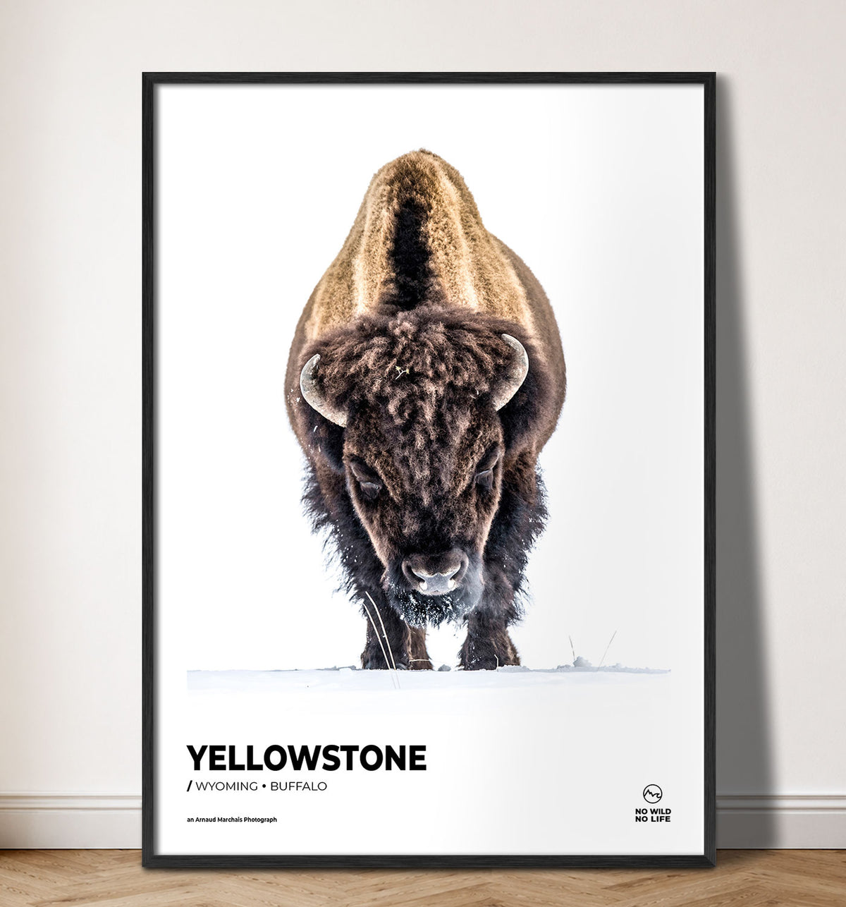 Yellowstone Buffalo