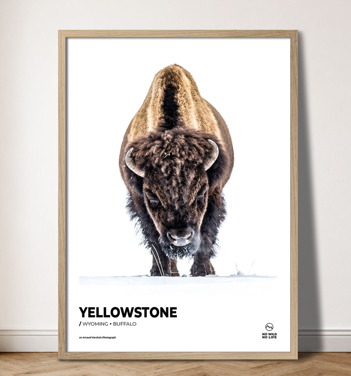 Yellowstone Buffalo