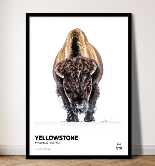 Yellowstone Buffalo