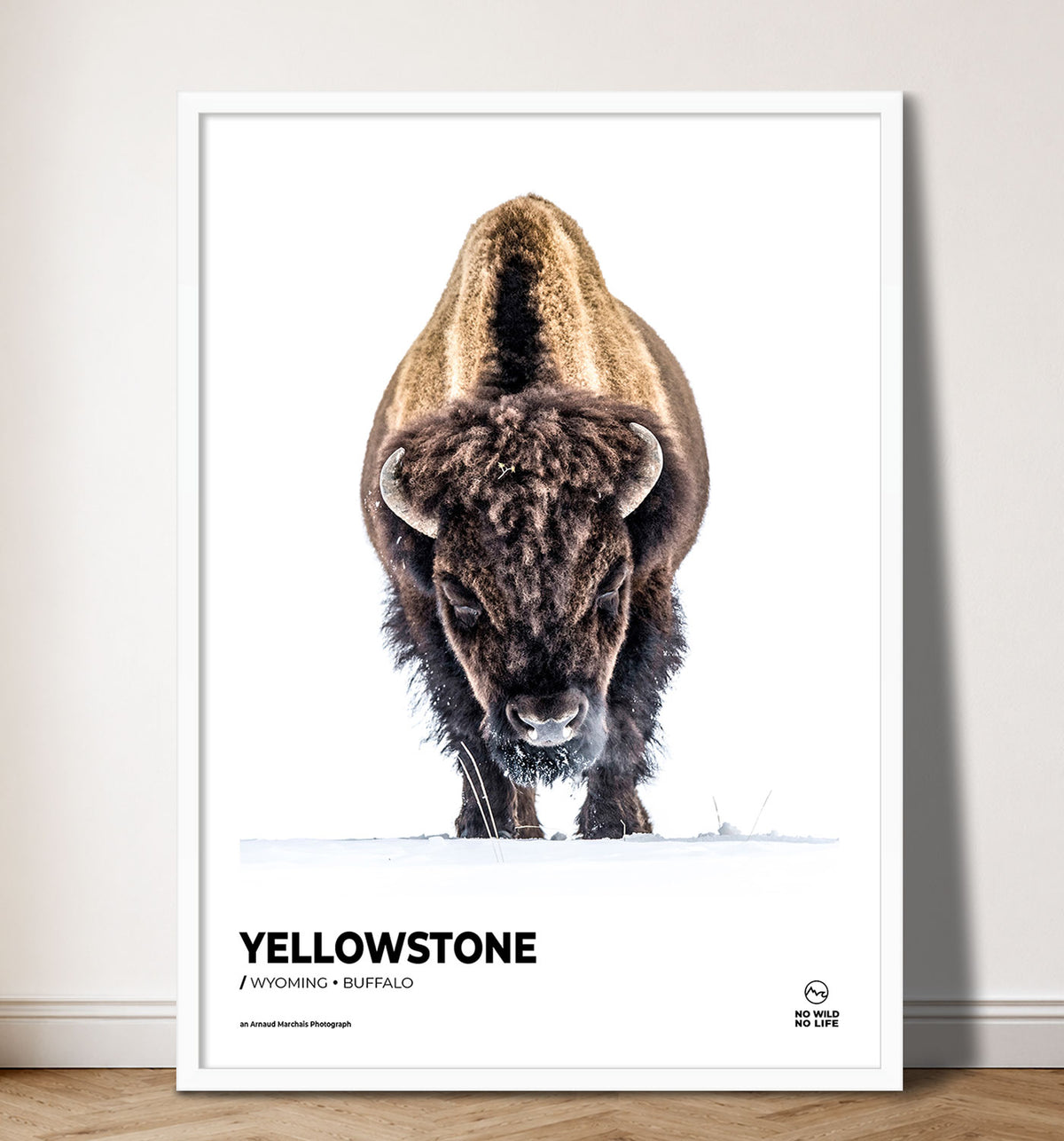 Yellowstone Buffalo