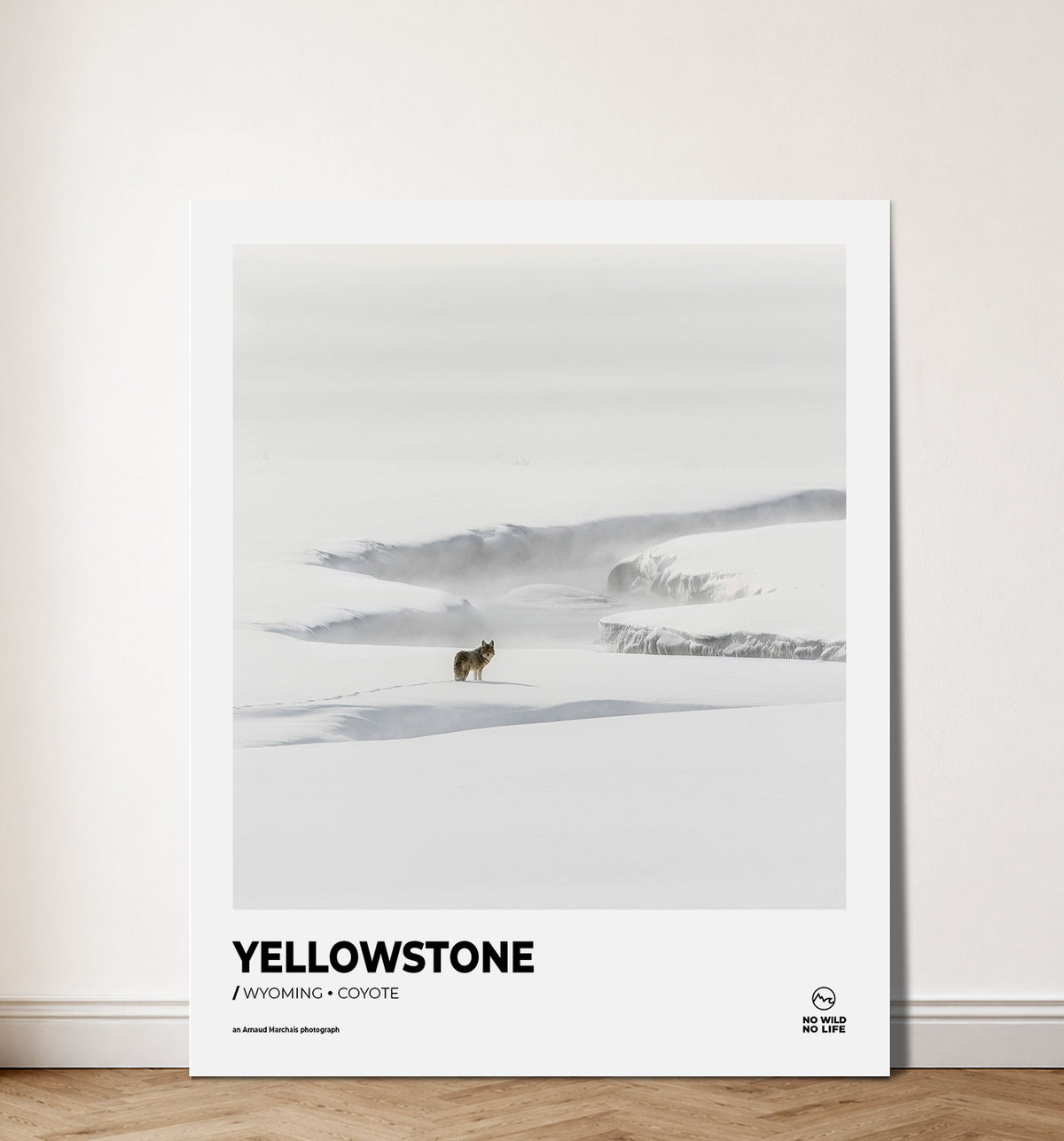 Yellowstone Coyote