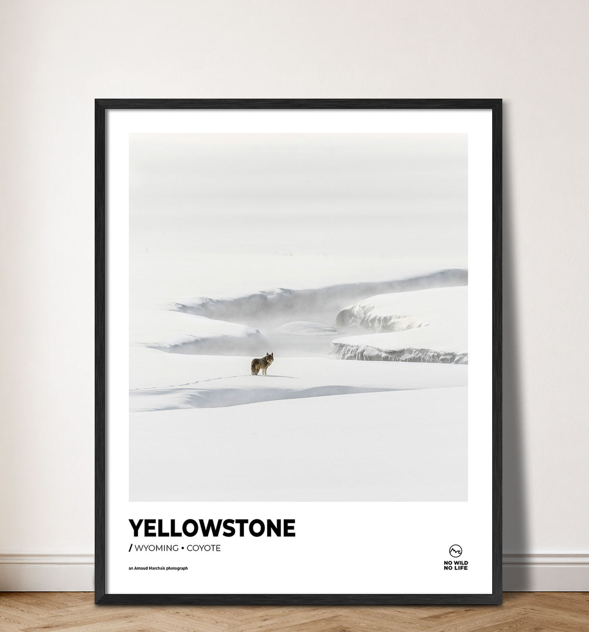 Yellowstone Coyote