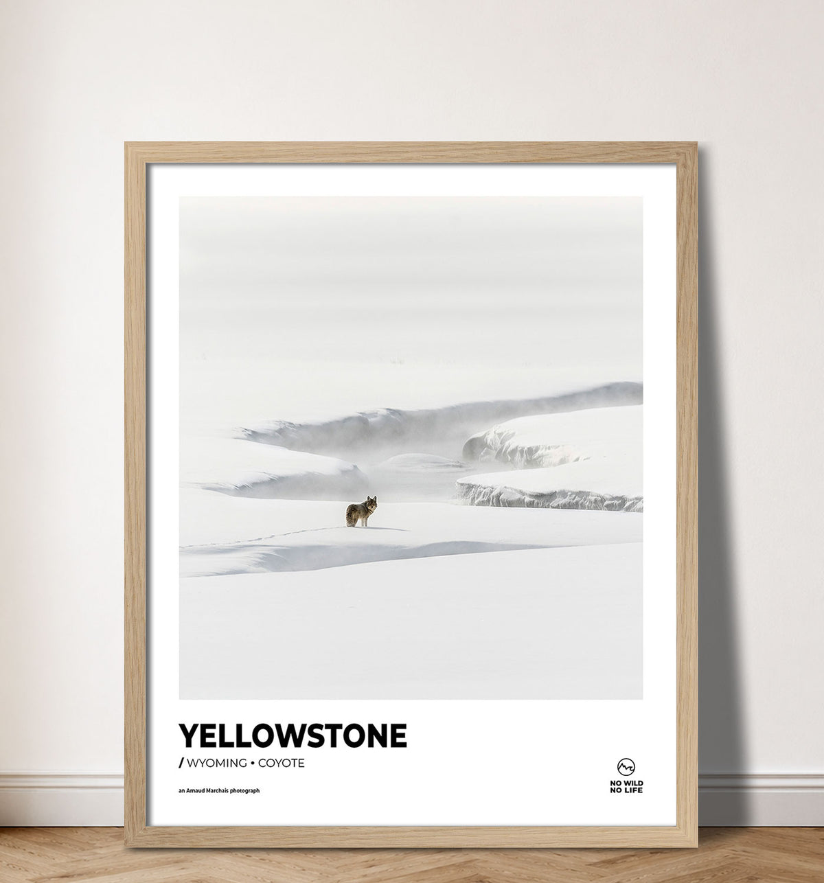 Yellowstone Coyote