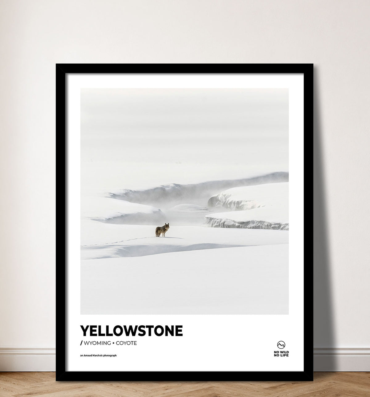 Yellowstone Coyote