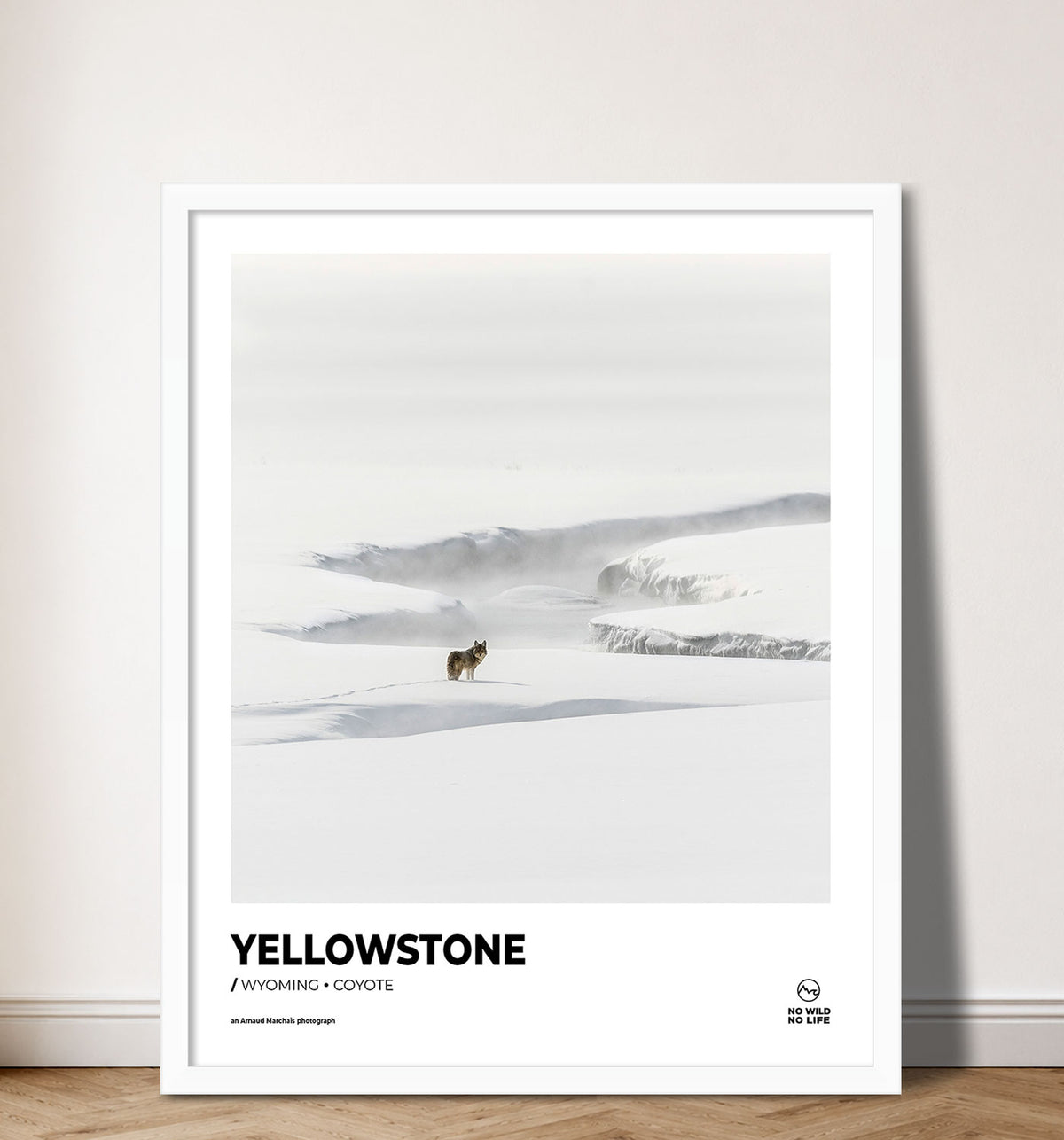 Yellowstone Coyote