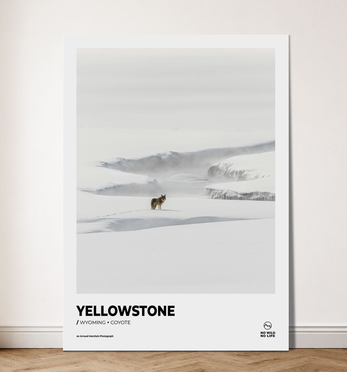 Yellowstone Coyote