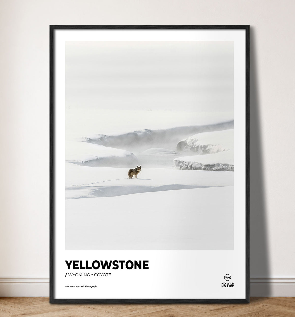 Yellowstone Coyote