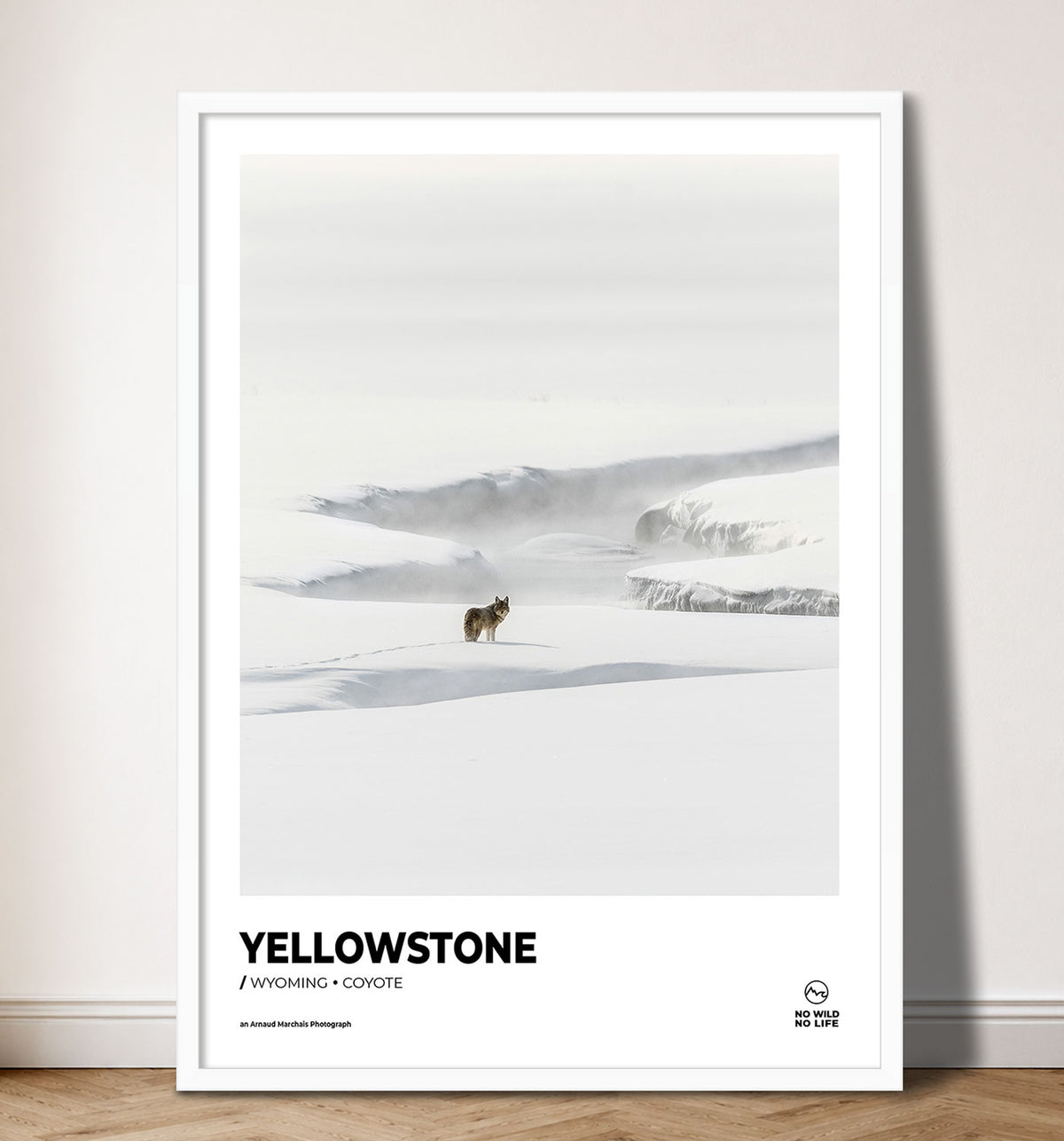 Yellowstone Coyote