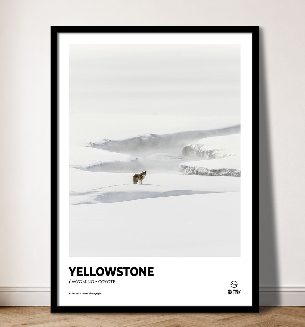 Yellowstone Coyote