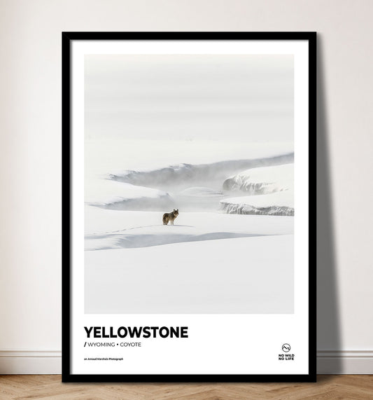 Yellowstone Coyote