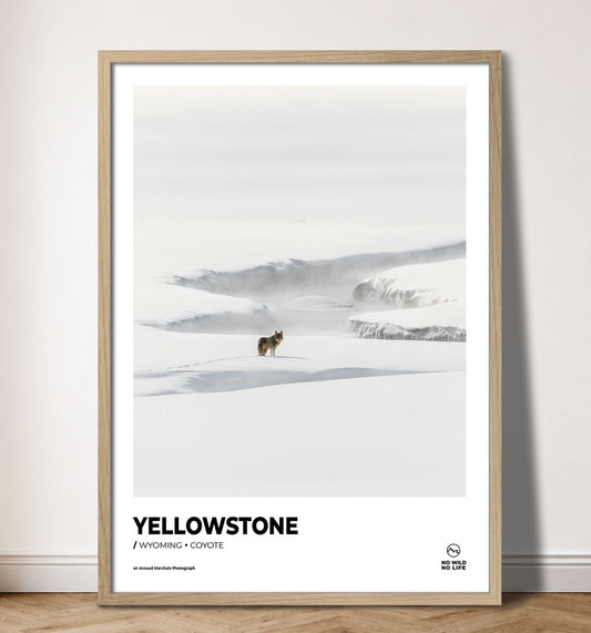 Yellowstone Coyote